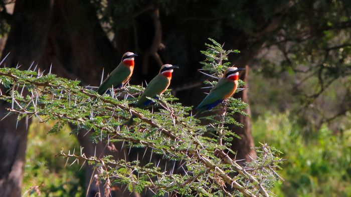 White-fronted Bee-eater (Merops bullockoides) 