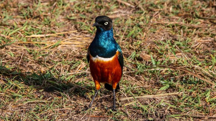  Superb starling bird (Lamprotornis superbus)