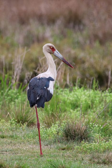 Cigüeña americana o tabuyayá (Ciconia maguari)