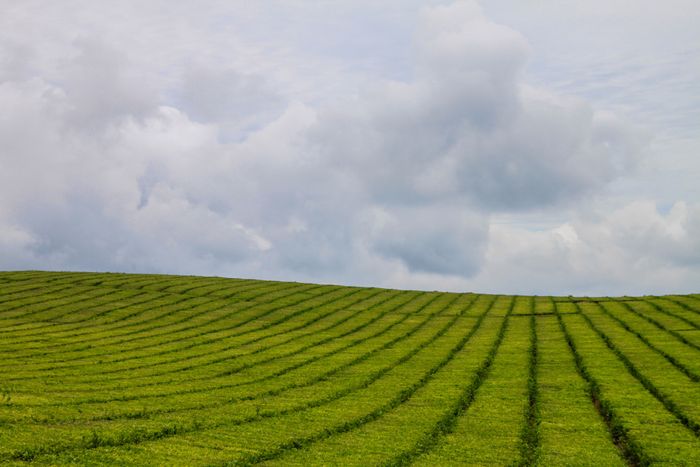 Campos de Te - Misiones - Argentina