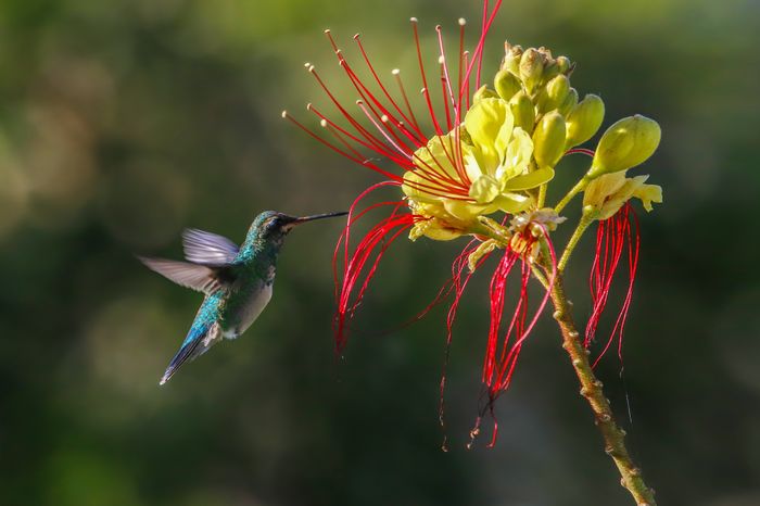 Picaflor Común (Chlorostilbon lucidus)