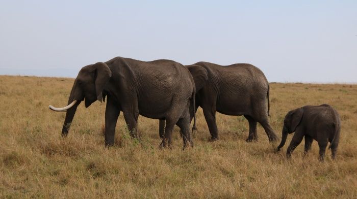 Elefante africano (Loxodonta africana)