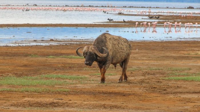  Búfalo cafre (Syncerus caffer) 