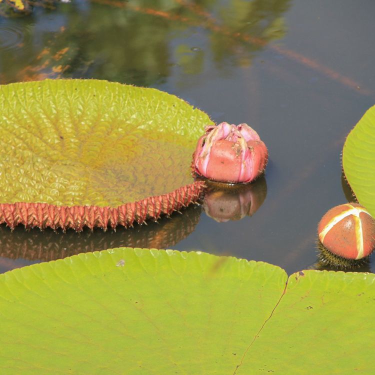 Amazonas