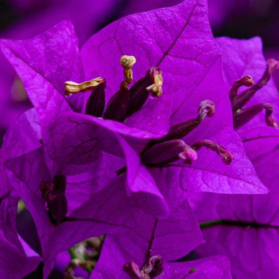 flores moradas