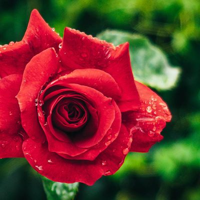 rosa roja en fondo verde