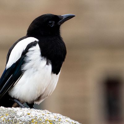 Pájaro Hurraca posada sobre una piedra delante de un monumento