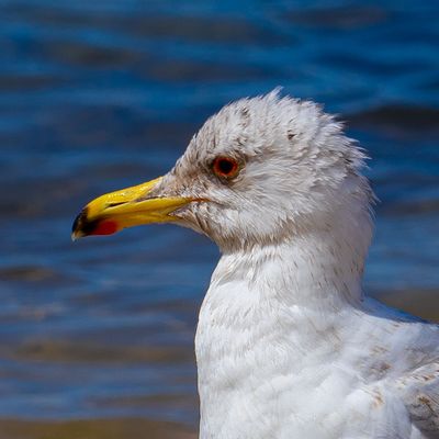 Pato en un lago