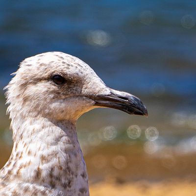 Pato en un lago