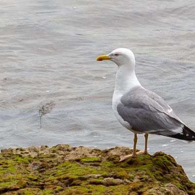 Pato en un lago