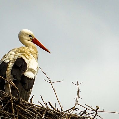 Cigüeña sobre su nido