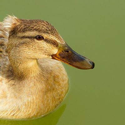 Pato en un lago