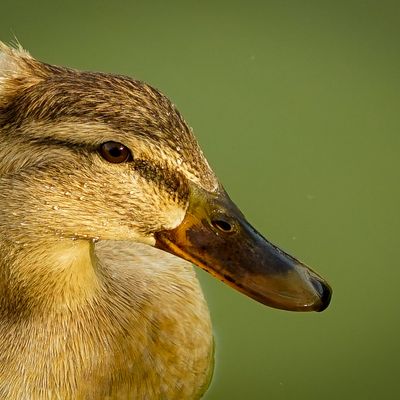 Pato en un lago