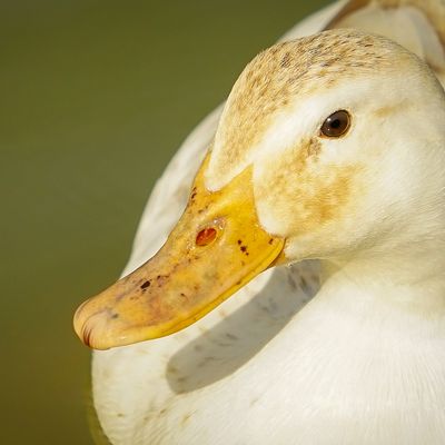 Pato en un lago