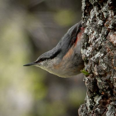 Pájaro apoyado sobre el tronco de un árbol