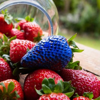 bote cristal tumbado fresas rojas fresa pintada azul