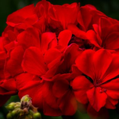 flor roja en fondo oscruro