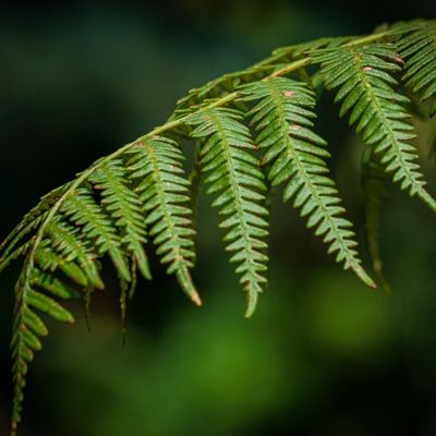 hora verde en naturaleza