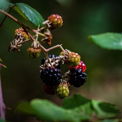 hojas verdes y moras