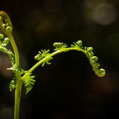 hojas verdes