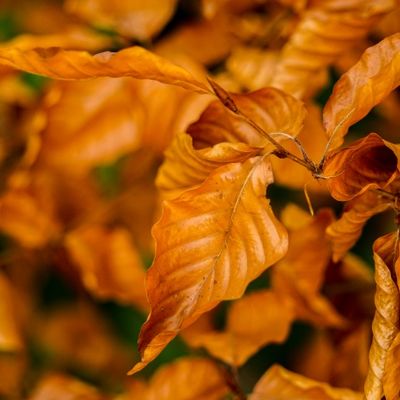 hojas naranjas otoño 