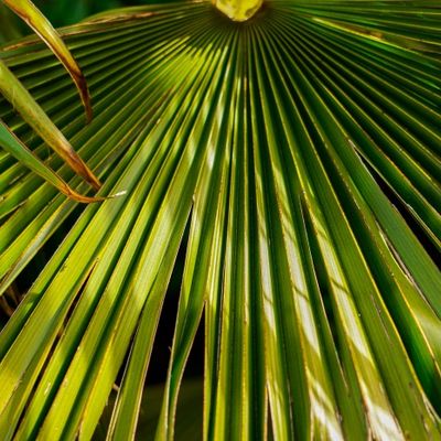 hojas de palma verdes