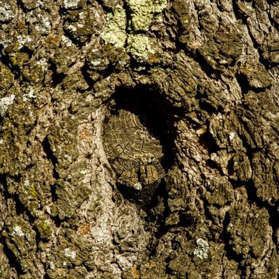 tronco de árbol pino