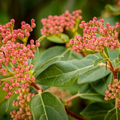 hojas verdes con brotes flores rojas