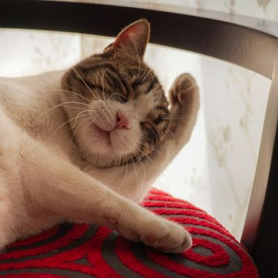 Gato acicalándose en un sillón