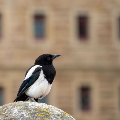 Pájaro Hurraca posada sobre una piedra delante de un monumento