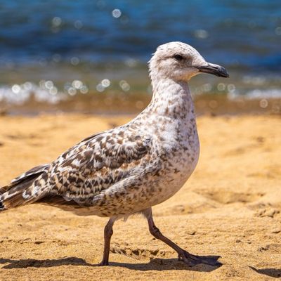 Pato en un lago