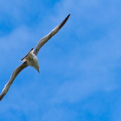 Gaviota volando en el cielo con las alas abiertas