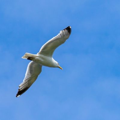 Gaviota volando en el cielo con las alas abiertas