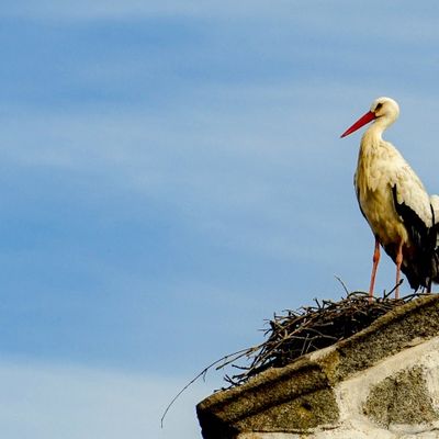 Cigüeña sobre su nido en el tejado de una iglesia