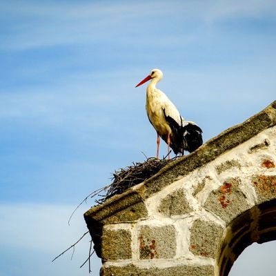 Cigüeña sobre su nido en el tejado de una iglesia