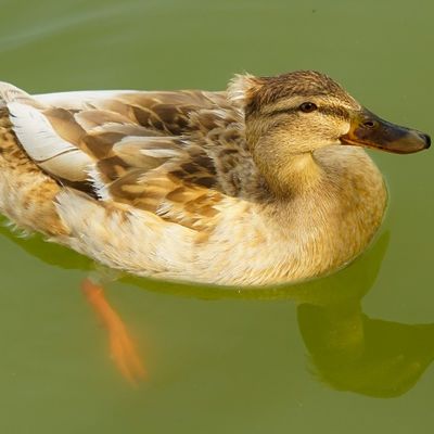 Pato nadando en un lago