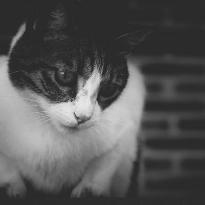 Gato asomado por el balcón en blanco y negro