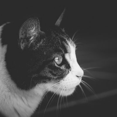 Primer plano de gato, de perfil en blanco y negro