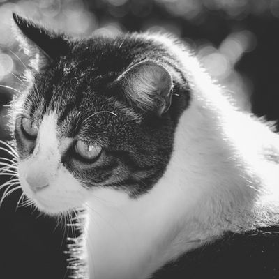 Primer plano de gato, de perfil en blanco y negro