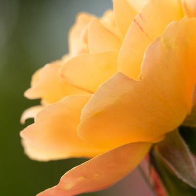 Rosa amarilla y naranja abierta en fondo verde