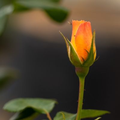 Rosa amarilla y naranja cerrada en fondo verde