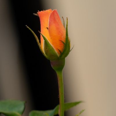 Rosa amarilla y naranja cerrada en fondo verde