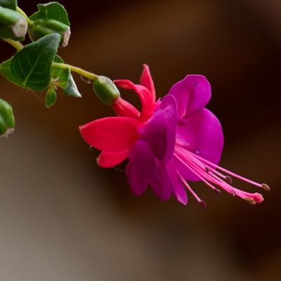 flor morada, pendientes de la reina