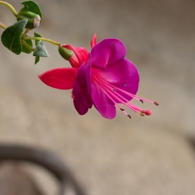 flor morada, pendientes de la reina