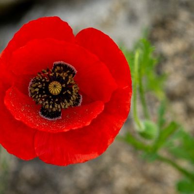 amapola roja