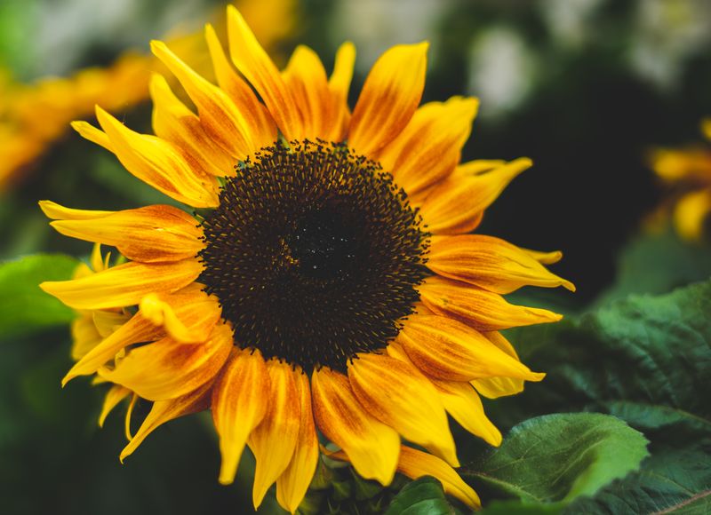 Detalles de la naturaleza