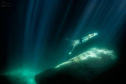Buceo, sus luces y sus sombras