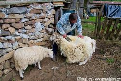 Laudino tosquilando les oveyes