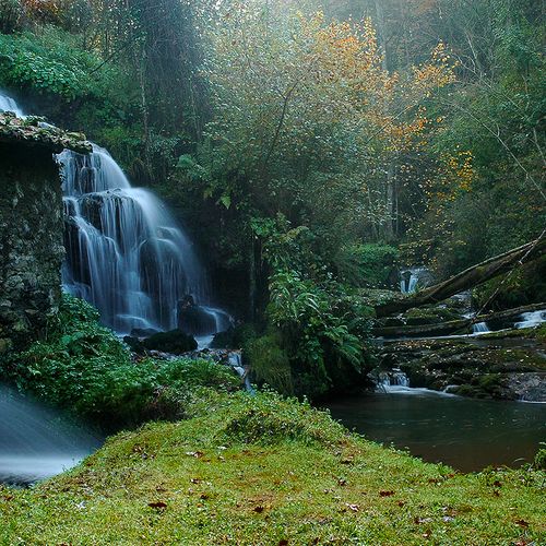 RÍOS Y BOSQUES