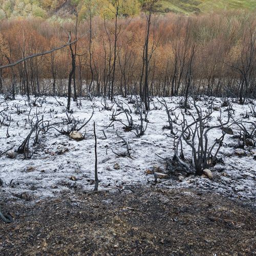 " bosque quemado ".-burned forest. Ibias. 2017